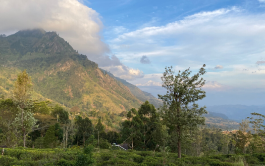 Haldummulla Estate Library Suite